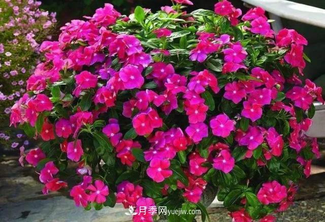 为啥这些花能脱颖而出，成为国庆花坛里的主流(图3)