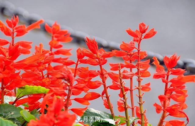 为啥这些花能脱颖而出，成为国庆花坛里的主流(图5)