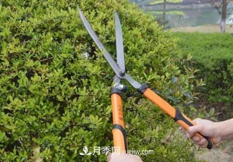 9月园林花木养护工作要点(图2)