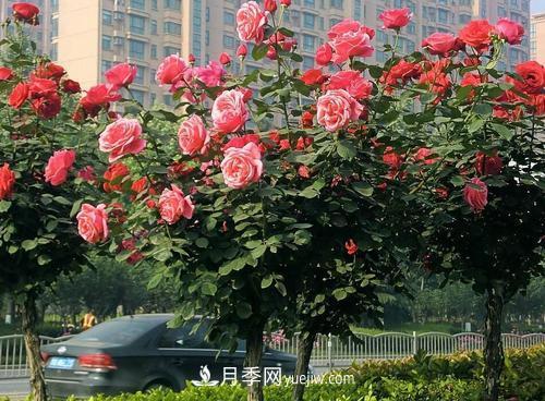 常规的月季树多少钱一棵？(图1)