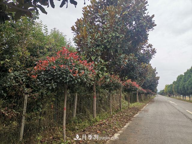  花木城：南阳豫西南花木城(图1)
