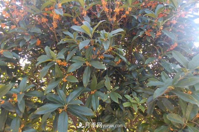 南阳桂花树价格表(图1) 南阳桂花树价格表(图1)