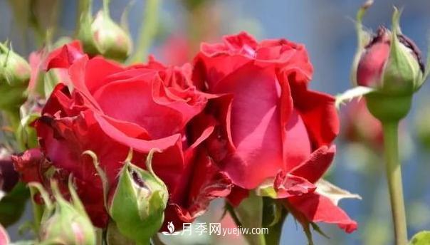 怎么让高的月季长成矮的月季呢？(图1)