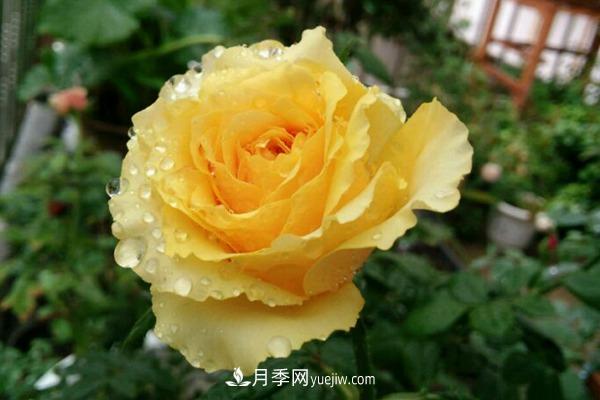 黄色的贝壳月季也很漂亮(图1) 黄色的贝壳月季很漂亮(图1)