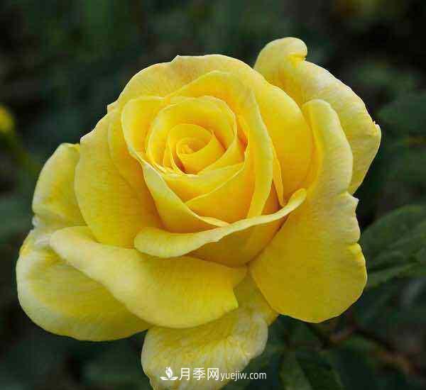 大花月季播种育苗前需要准备哪些内容？(图1)