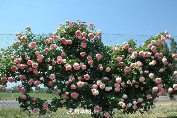 最美藤本月季品种龙沙宝石，打造景区花墙(图2)