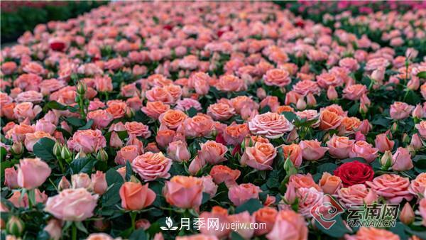 全国优势特色产业推进会，昆明晋宁月季花卉产业获点赞(图2)