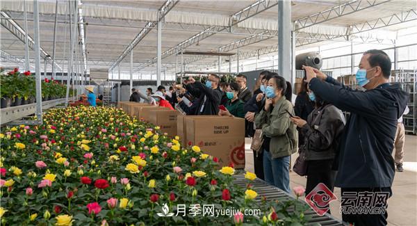 全国优势特色产业推进会，昆明晋宁月季花卉产业获点赞(图1)
