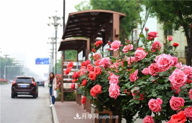 为什么市政园林绿化要选择种树状月季呢？(图2)