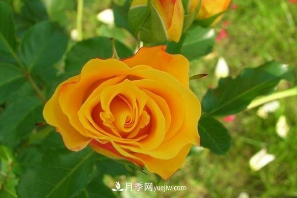 玫瑰花种植技术（含盆栽养殖方法及注意事项）(图6)