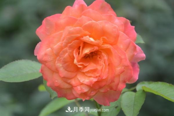 月季一年开几次花 月季种子怎么种(图1)