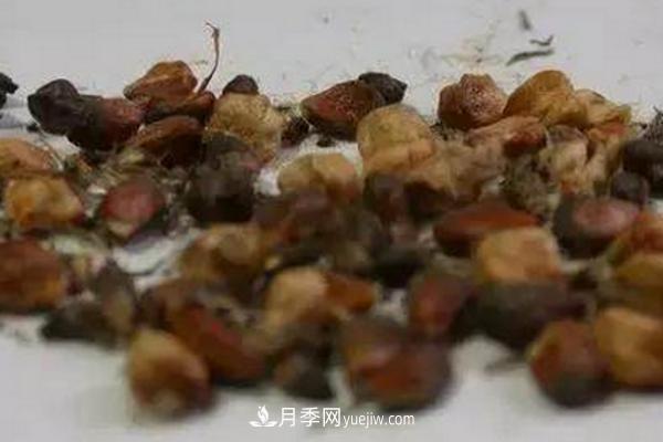 月季一年开几次花 月季种子怎么种(图3)