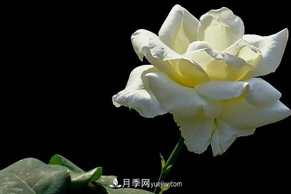 微型月季什么品种最好？微型月季怎么修剪枝叶？(图2)