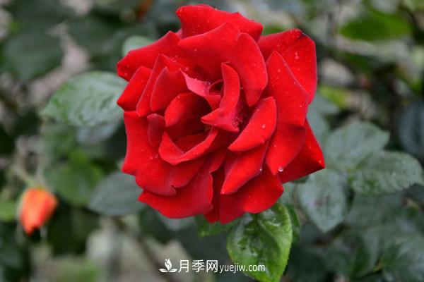 微型月季什么品种最好？微型月季怎么修剪枝叶？(图3)