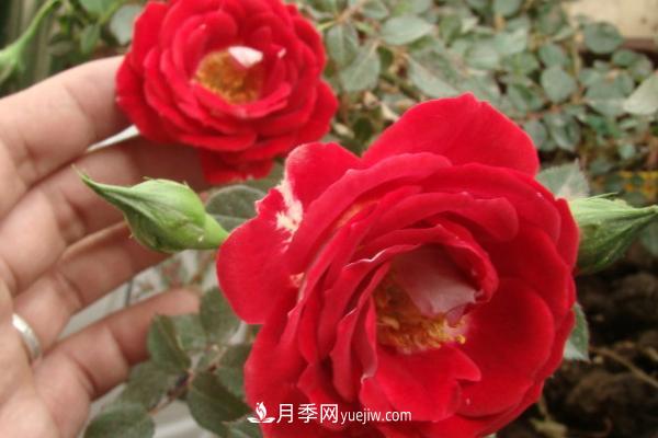 微型月季什么品种最好？微型月季怎么修剪枝叶？(图8)