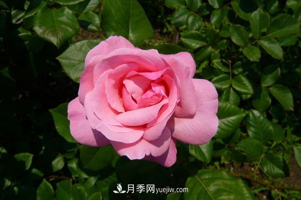 微型月季什么品种最好？微型月季怎么修剪枝叶？(图9)