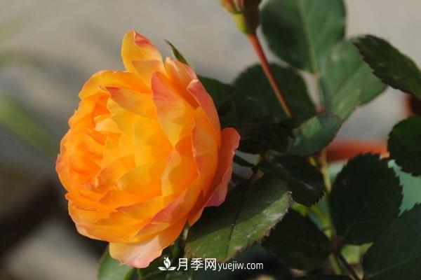 微型月季什么品种最好？微型月季怎么修剪枝叶？(图6)