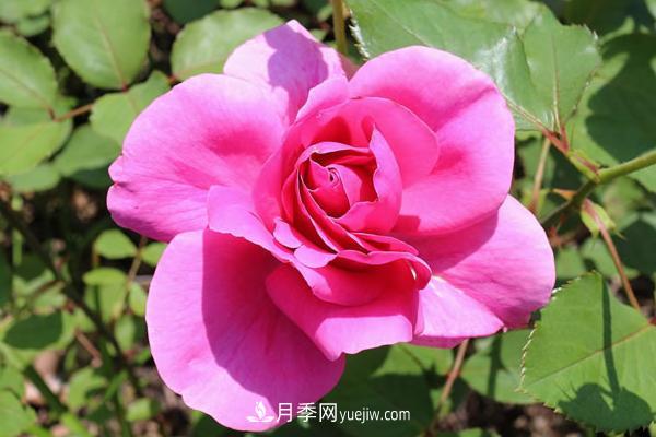 微型月季什么品种最好？微型月季怎么修剪枝叶？(图5)