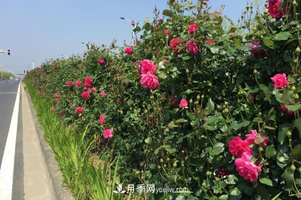 家庭阳台怎么养藤本月季？盆栽藤本月季怎么浇水？(图3)