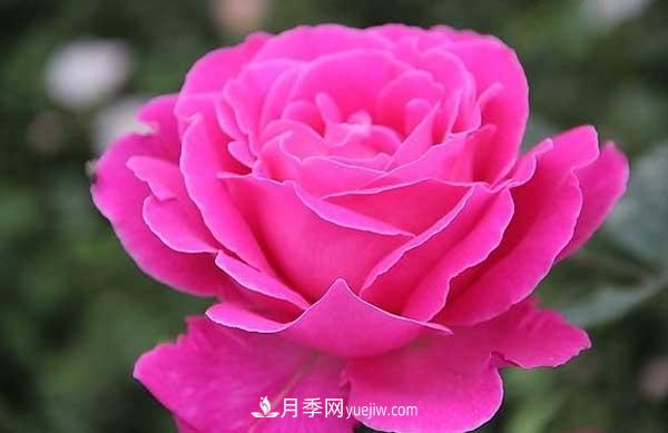 月季花的栽培技术和最佳种植时间？(图3)