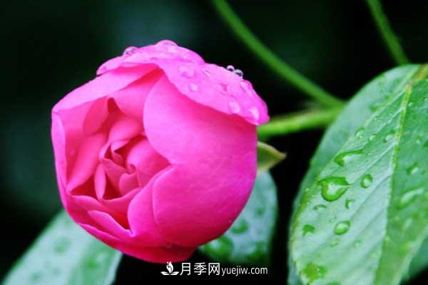 月季花的栽培技术和最佳种植时间？(图4)