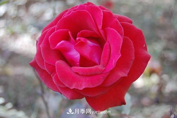 黑魔术月季优缺点,适合新手养殖吗(图2) 黑魔术月季优缺点,适合新手养殖吗(图2)