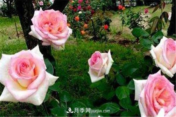 北方月季移栽最佳时间 需要注意什么(图1)