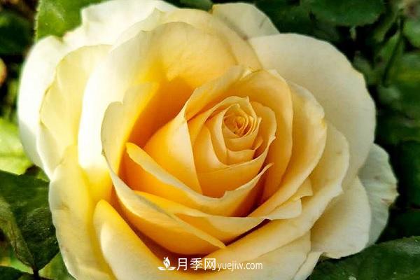 蜜桃雪山月季优缺点有哪些 新手可以养吗 蜜桃雪山月季优缺点有哪些?新手可以养吗?(图1)