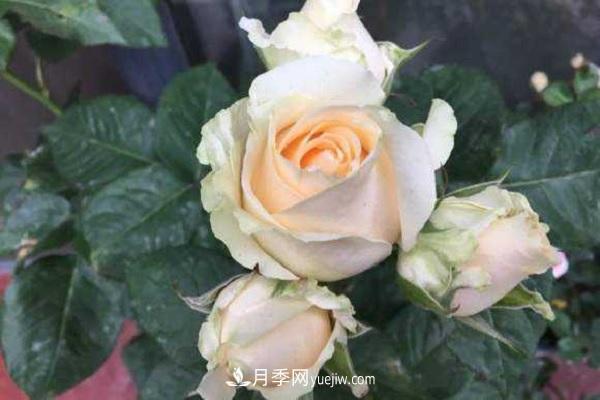 蜜桃雪山月季优缺点有哪些 新手可以养吗 蜜桃雪山月季优缺点有哪些?新手可以养吗?(图2)