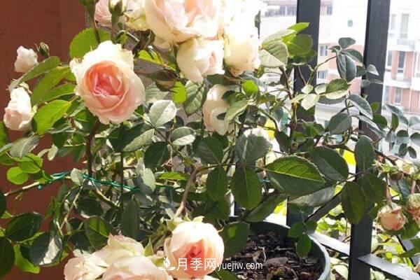 月季春季如何施肥 方法是什么(图1)