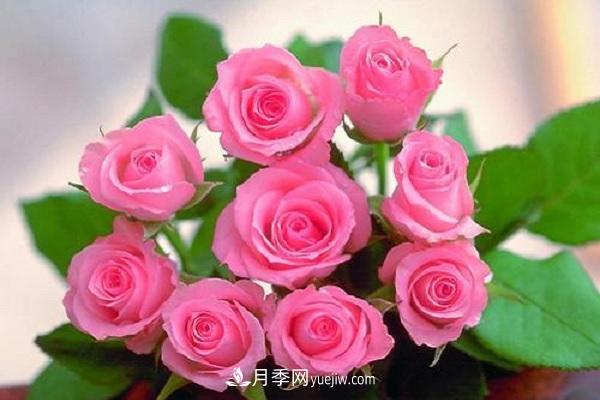 刚买的月季老桩如何种植 方法及注意事项(图1)