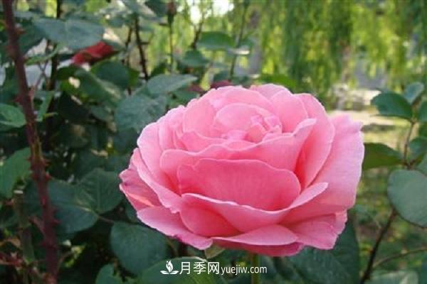 刚买的月季老桩如何种植 方法及注意事项(图2)