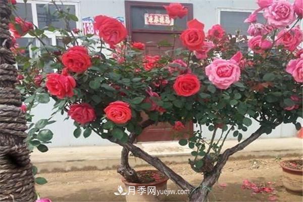 有几种树能嫁接月季 嫁接方法是什么(图1)