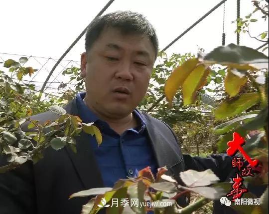 南阳月季大师——王超(图1)