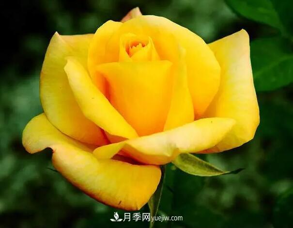 藤月如何选？这些经典品种随便种一棵，都能美爆你的花园(图11)