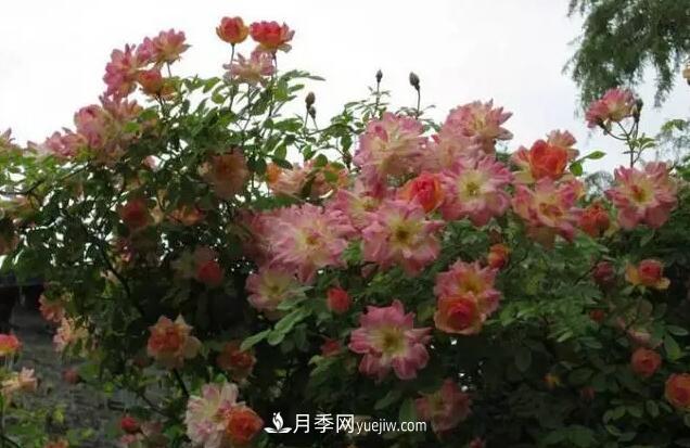 藤月如何选？这些经典品种随便种一棵，都能美爆你的花园(图12)