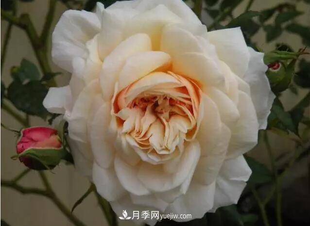 藤月如何选？这些经典品种随便种一棵，都能美爆你的花园(图9)