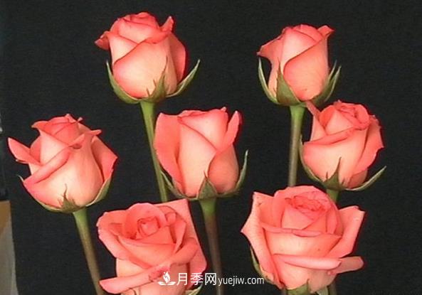 切花月季的栽培有什么技巧(图1)