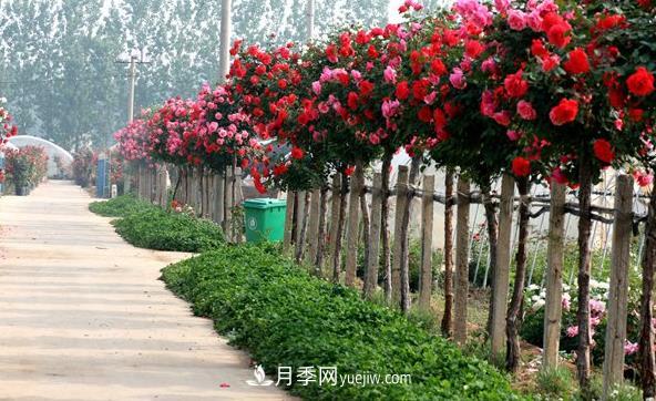 树状月季的冠形培育技术(图1) 树状月季的冠形培育技术(图1)