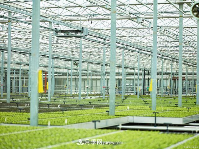 大雪时节已来到，保护苗木必不可少(图2)