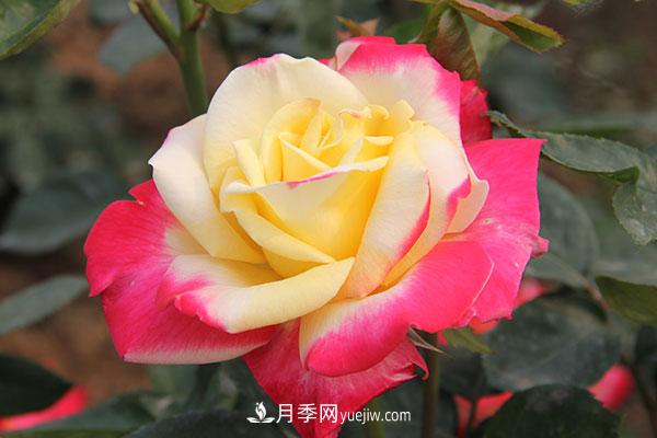 大花月季,大花月季批发基地(图3) 大花月季,大花月季批发基地(图1)