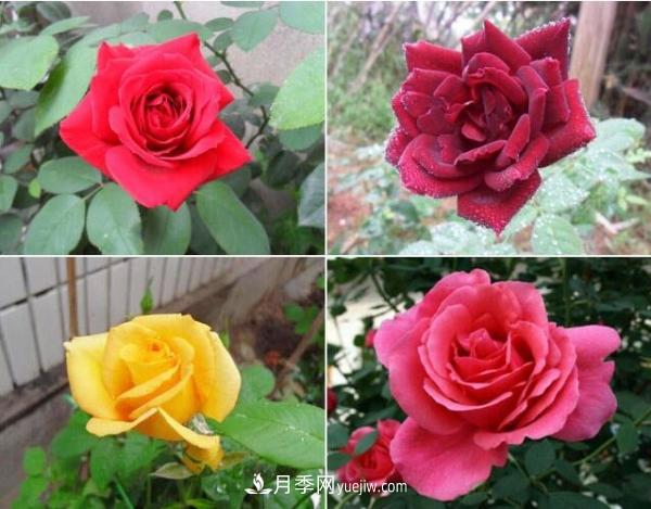 大花月季,大花月季批发基地(图1) 大花月季,大花月季批发基地(图2)