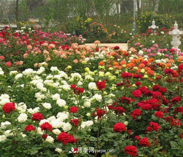大花月季,大花月季批发基地(图2) 大花月季,大花月季批发基地(图3)