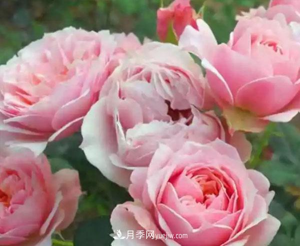 当月季出现盲芽的情况，花友们该如何养护？(图1)