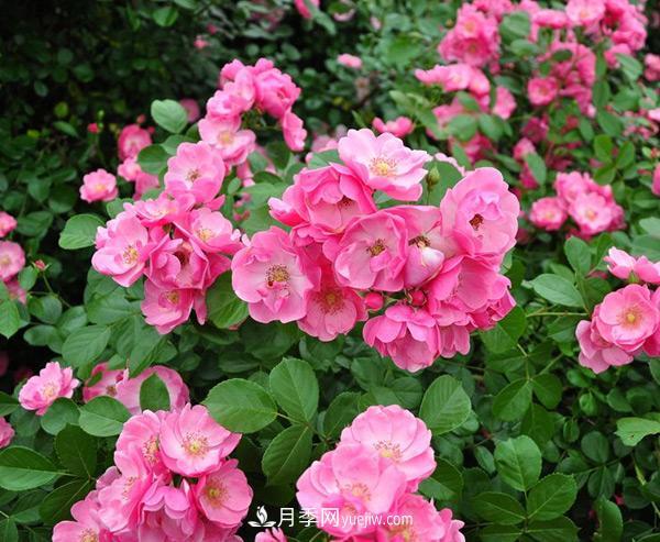 树状月季造型多样、简单易活性能是什么？(图1)