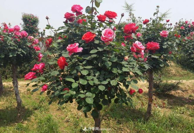 月季花期操控进行科学肥水办理(图1)