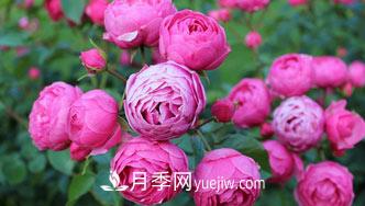 给月季施叶面肥其实目的就是为了更好的让月季茁壮成长(图1)