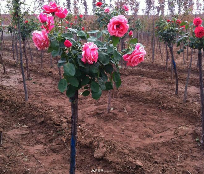 南阳树状月季--月季中的“高富帅”(图2)