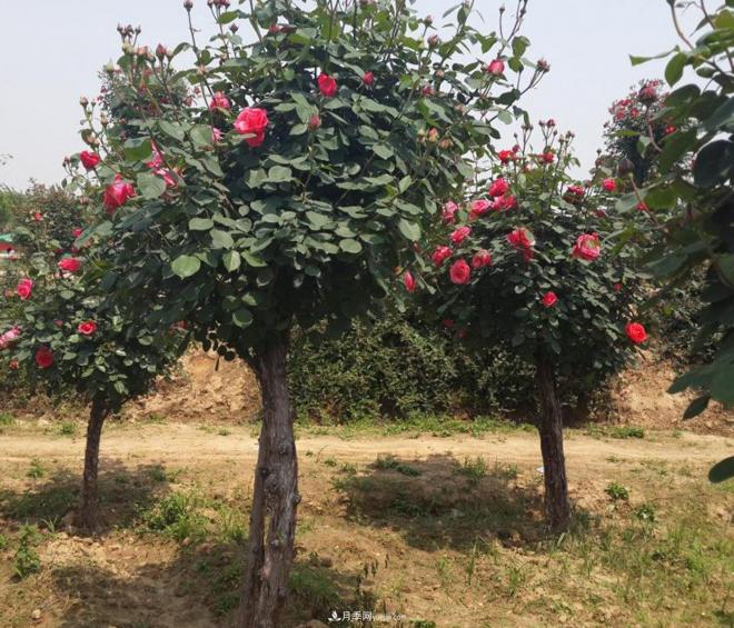 月季花为什么出现叶片、花瓣烧焦现象？(图1)