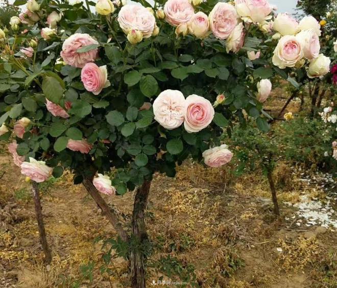 为什么树状月季开花会很少？(图1)